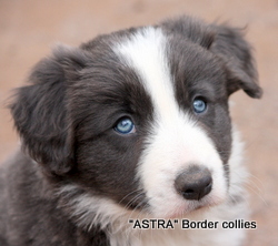 Slate blue MALE border collie puppy